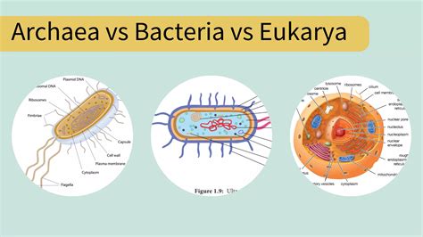 how are archaea similar to eukaryotic cells